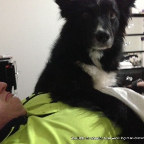 Toby (On Trial-sort of) 14/12/13