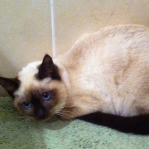 No photo for Duchess