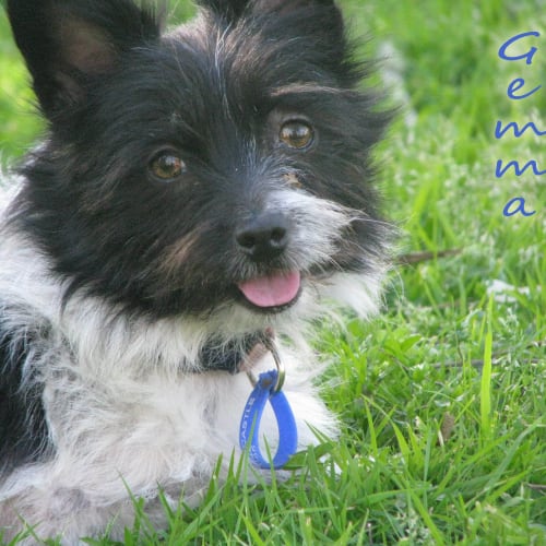 No photo for Gemma ~ 3 Legged Wonder Dog! (On Trial 28/8/13)