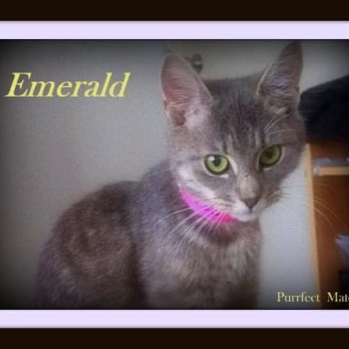 Emerald - Purrfect Match Cat Adoptions