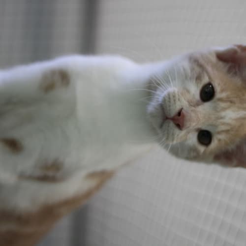 No photo for Meeko