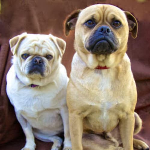 Pugsley