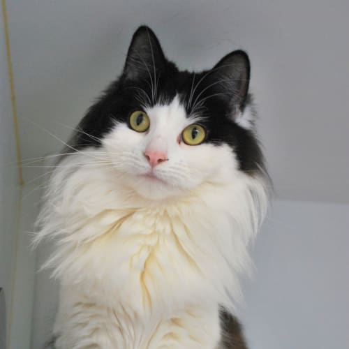 Mimi