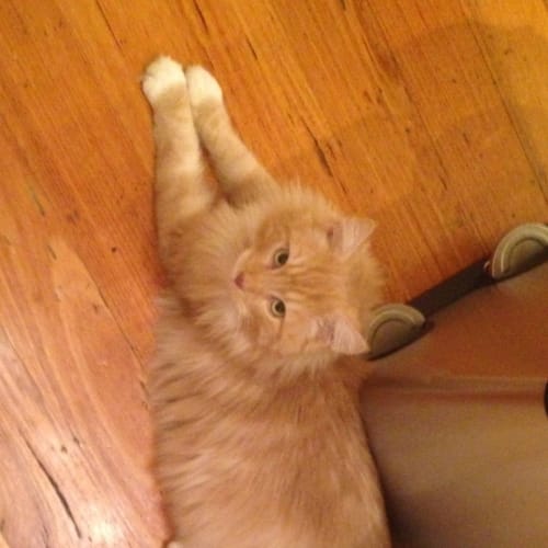 No photo for Fry