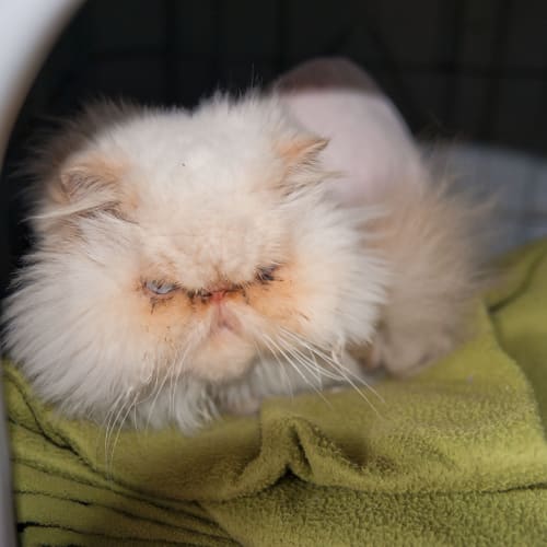 No photo for Mr Bigglesworth Id17204