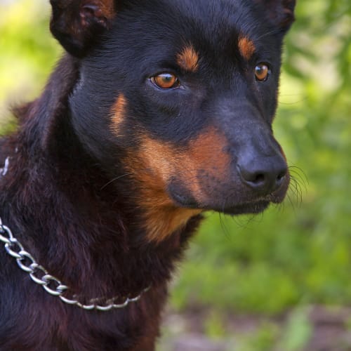 No photo for Sarge Id17182