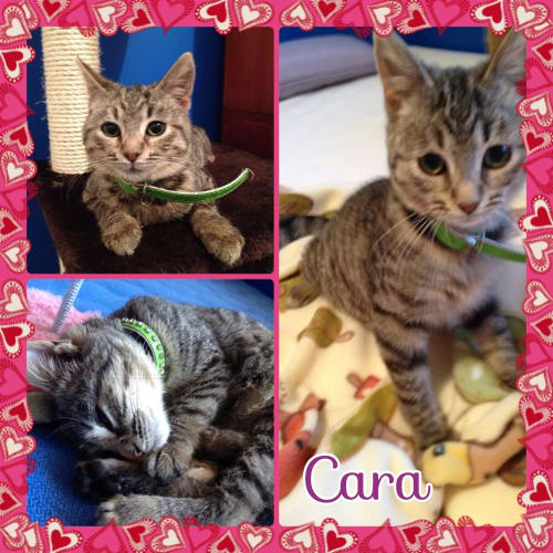 No photo for Cara