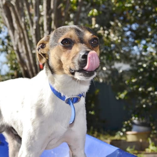 No photo for Buster $150 Video And Photos Galore