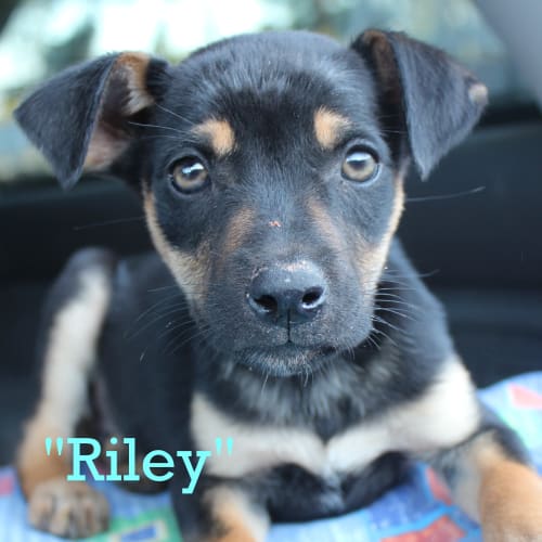 Riley