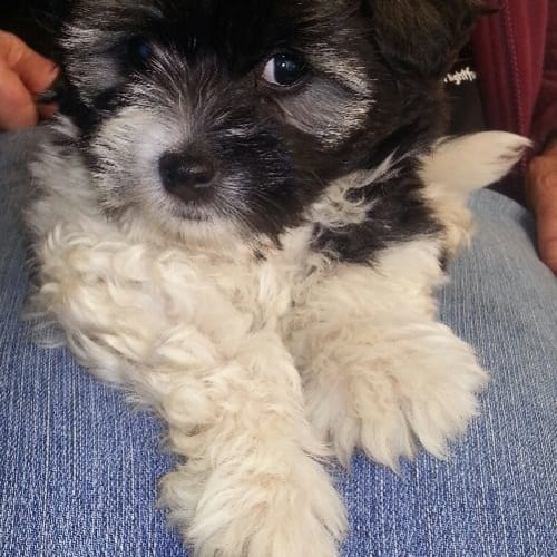 Charlie