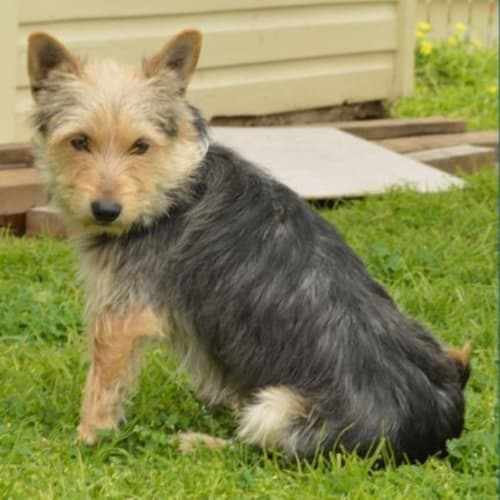 Benji - Great family dog!