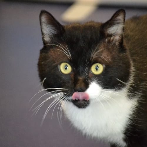 No photo for Bub