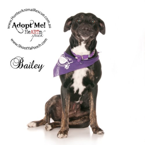 No photo for Bailey