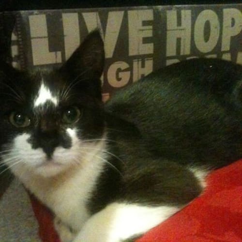 No photo for Sylvester