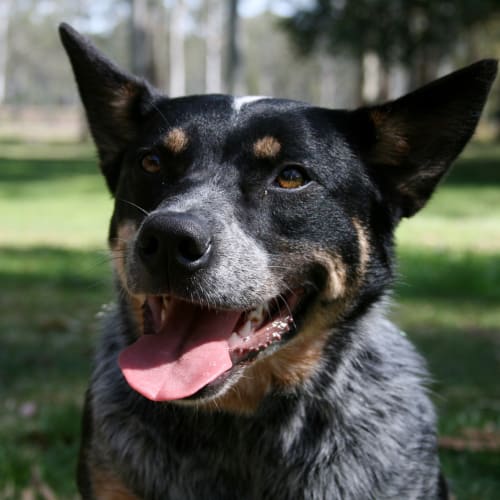 No photo for Jade (Qld)