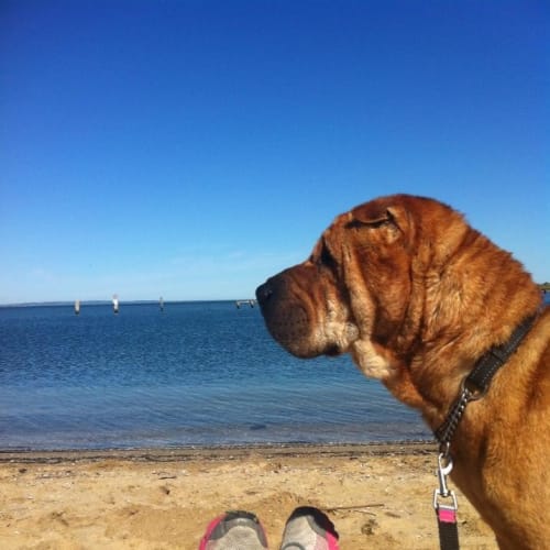No photo for Buddy 