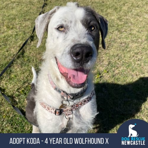 Koda - 4 Year Old Wolfhound X