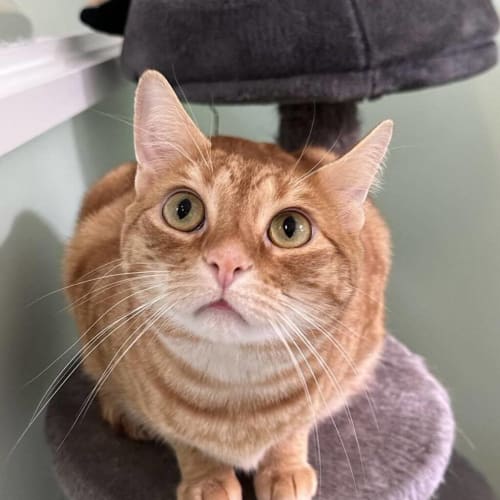 Tigger