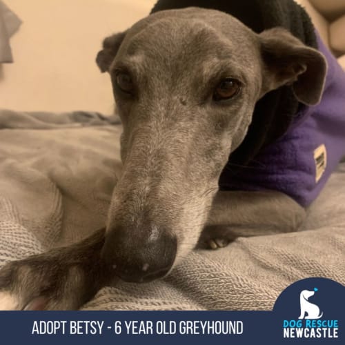 Betsy - 6 Year Old Greyhound (Trial)