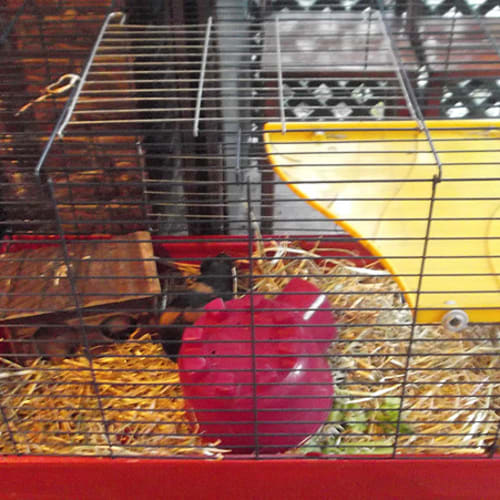 No photo for Cooper And Dobby + Optional Full Setup Avail!