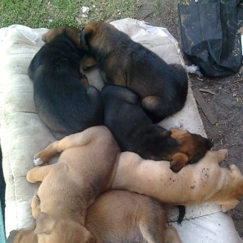 No photo for Dingo Pup 2