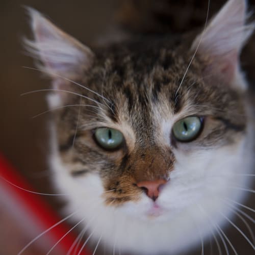 No photo for Sampson Id17268