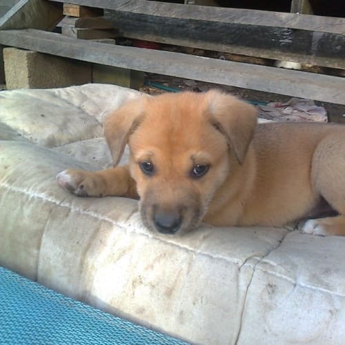 Dingo pup 4
