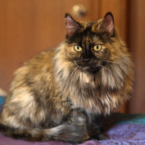 No photo for Cassie (E957)