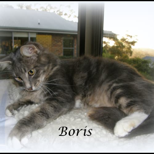 Boris 