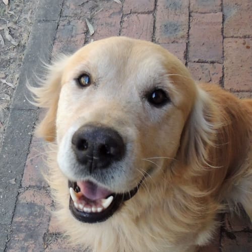No photo for Sampson
