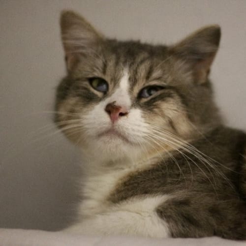 No photo for Romeo