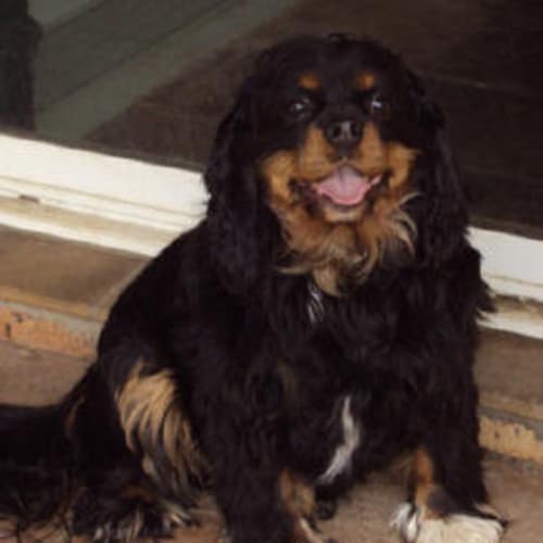 Miss Daisy