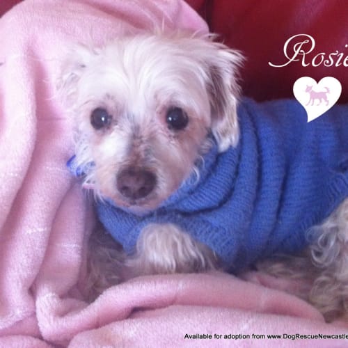 Rosie (On Trial 19/12/13)