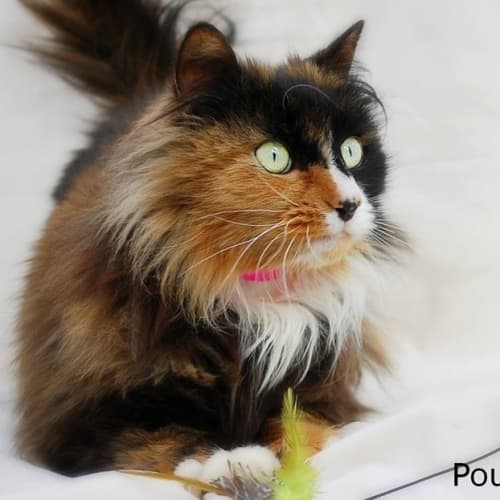 Priscilla