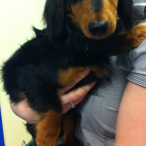 No photo for Paco **Adoptions Closed**