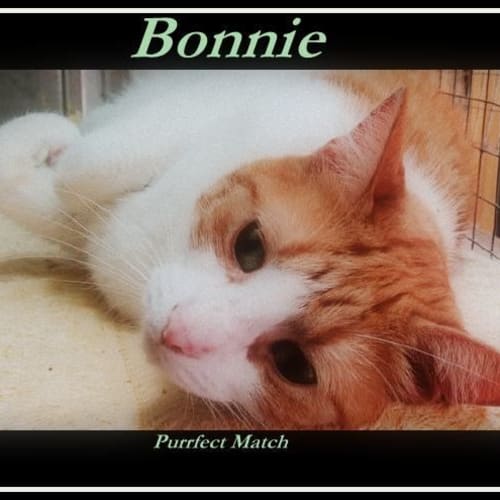 "Bonnie" - Purrfect Match