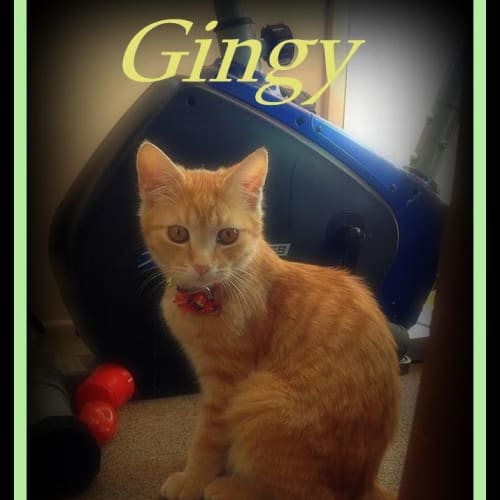 "Gingy" - Purrfect Match