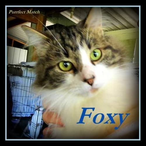No photo for Foxy