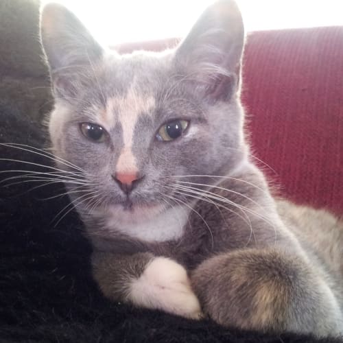 Sophie & Lucy (sister calico kittens)