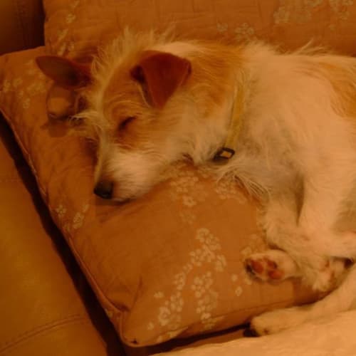 Amber ..... child and dog friendly