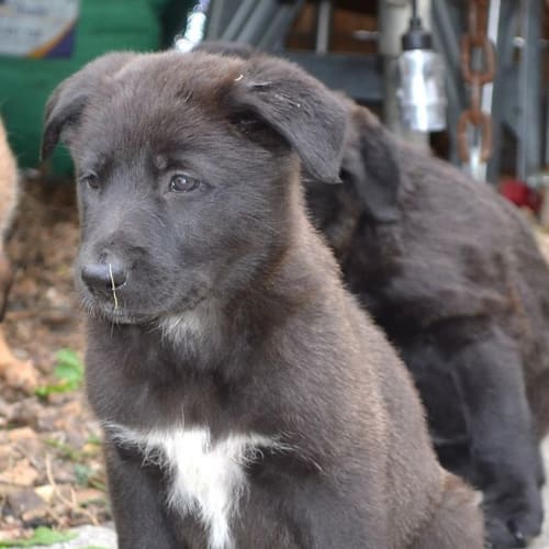 little Missy moo great w cats kids dogs