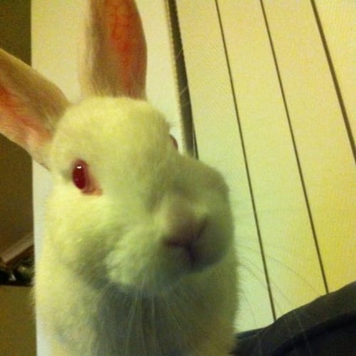 No photo for Polly **On Trial**