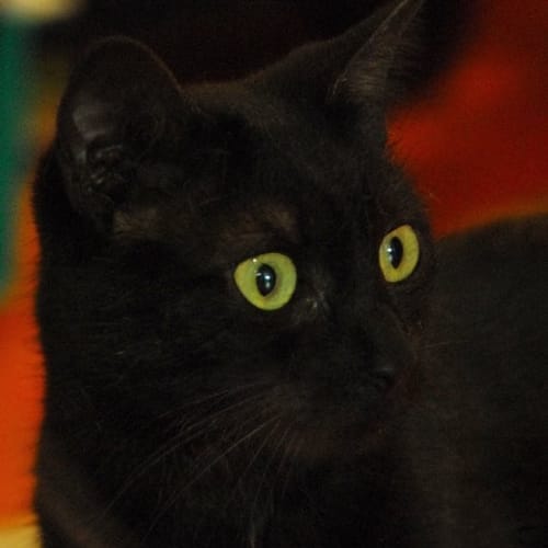 No photo for Prissy