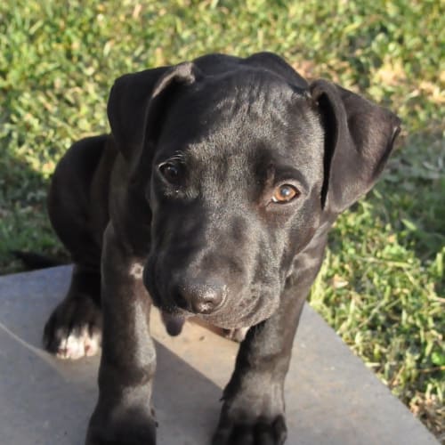 No photo for Max **A Puppy Labrador X Who Loves Cats**
