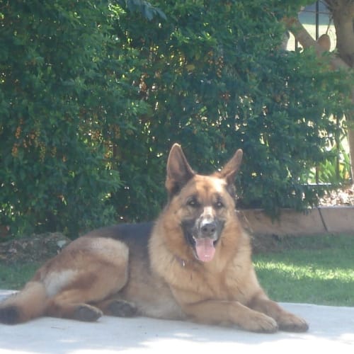 No photo for Gus On Hold Pending Adoption