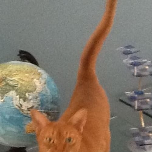 No photo for Maple