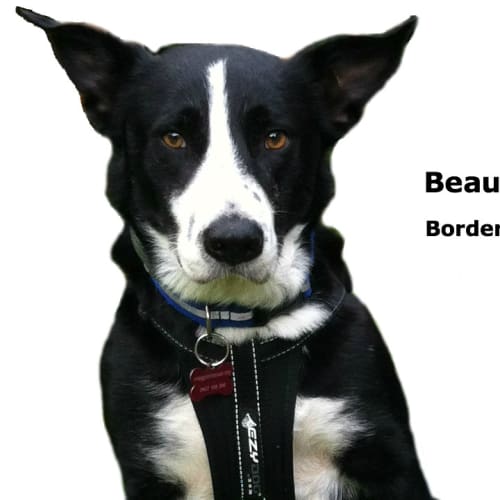 Benson