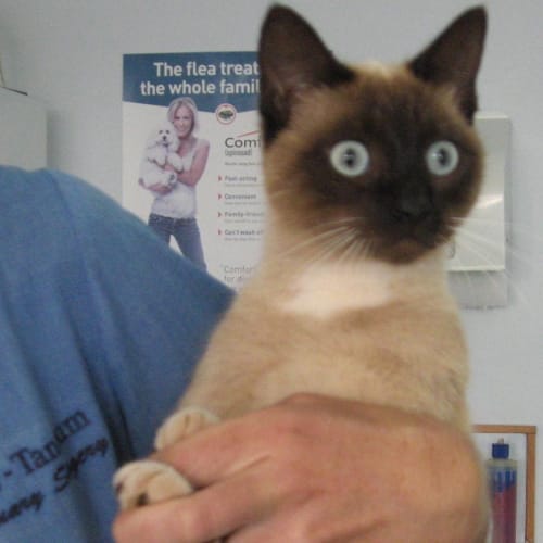 No photo for Cadbury