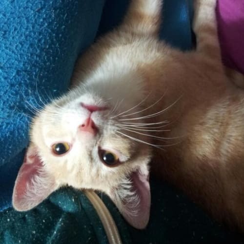 Stevie (champagne kitten)