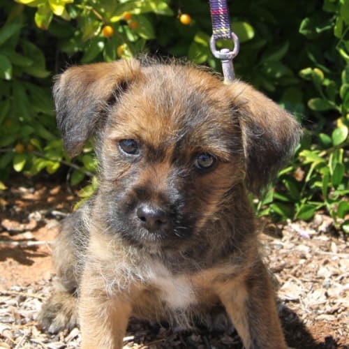 No photo for Fozzie (D2517) 